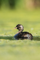 Little Grebe, Grebe, Tachybaptus ruficollis