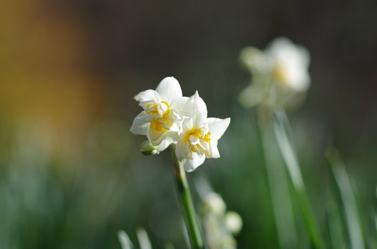 Lycorin Bilder Durchsuchen 275 Archivfotos, und Videos