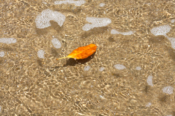 A single orange mangrove leaf floats leisurely in the shallow tropical waters.