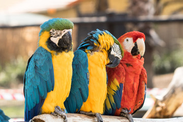 Macaws