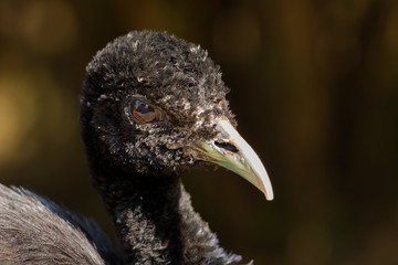 Bird Head