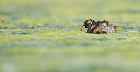 Little Grebe, Grebe, Tachybaptus ruficollis