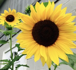 Obraz premium Sunflowers 