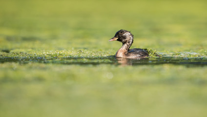 Little Grebe, Grebe, Tachybaptus ruficollis