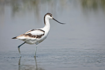 Pied Avocet 