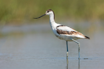 Pied Avocet 