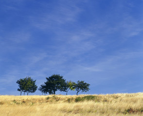 Trees on horizon against blue sky