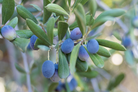 Black olives on the branch