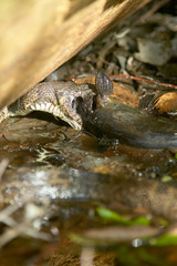 Snake swallowing caught fish at swamp