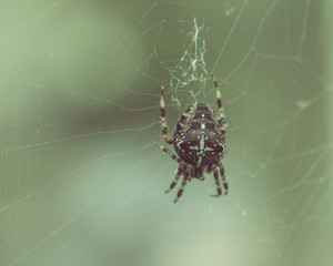 European Garden Spider D
