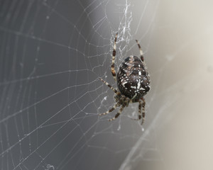 European Garden Spider G