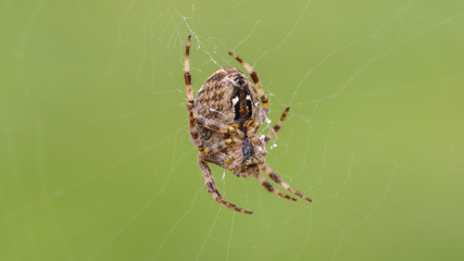 European Garden Spider H