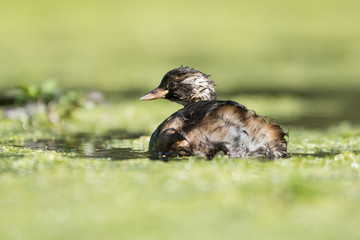 Little Grebe, Grebe, Tachybaptus ruficollis
