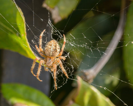 European Garden Spider K