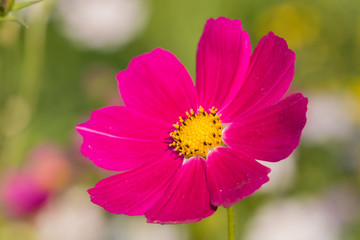 Obraz premium cosmos flower