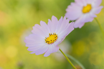 Obraz premium cosmos flower