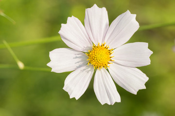 Obraz premium cosmos flower