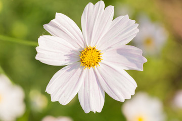 cosmos flower