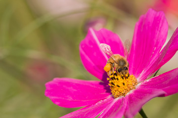 cosmos flower