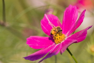 cosmos flower