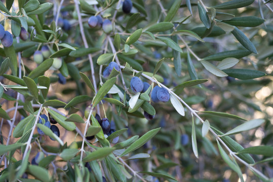 Black olives on the branch