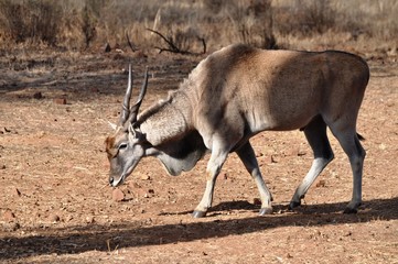 Eland cow