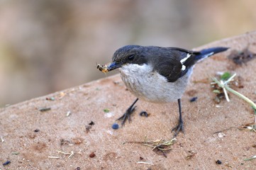 Sparrow with meal