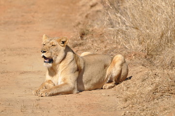Lioness yawning