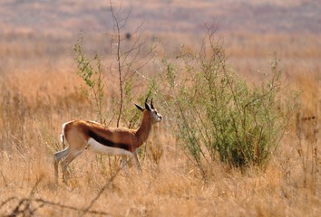 Springbok in winter