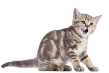 Cat kitten sitting licked open mouth isolated on white