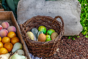 Basket with fruits and vegetables placed on the ground of a farm
