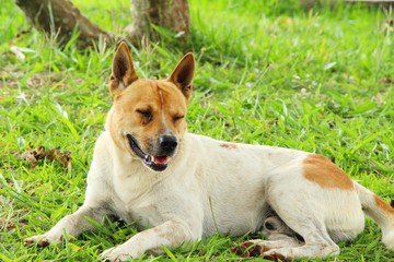 Brown dog cute is staring on floor