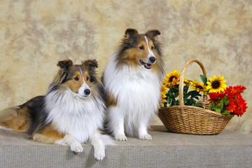 Shetland Sheepdog, two posing in studio