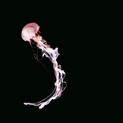 Pink jellyfish on a black abstract background. Minimal art design © Porechenskaya