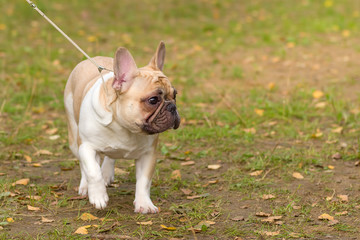 Fototapeta premium French Bulldog Close-up