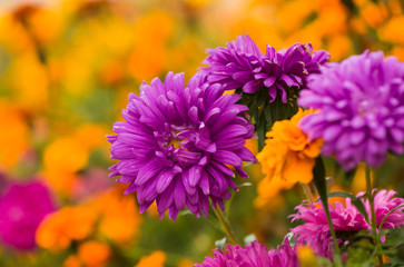 Obraz premium colorful fall flowers background