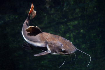 Obraz premium Redtail catfish (Phractocephalus hemioliopterus).