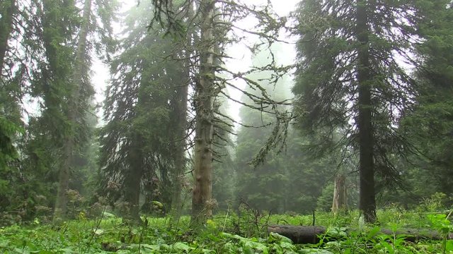Dead tree are caused by acid rains, sulfur oxides, nitrogen and ozone, emissions