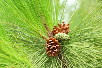 Pine cones on the tree with nature