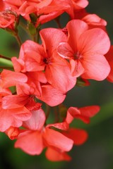 Red flower is beauty in the garden