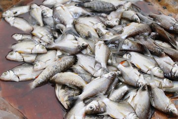 Fresh fish for cooking in the market