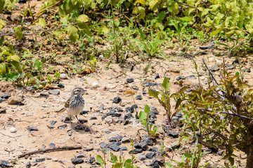 Berthelot's Pipit, Anthus berthelotii madeirensis, looking for food in Porto Santo Island, north of Madeira, Portugal