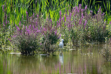 Great egret wading through shallow water 