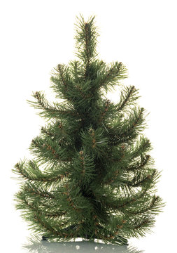 Small pine tree for decoration, isolated on white
