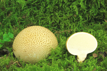 Kartoffelbovist (Scleroderma citrinum)