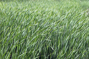 Green grass