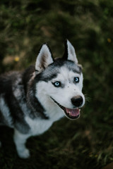 Siberian husky in the meadow
