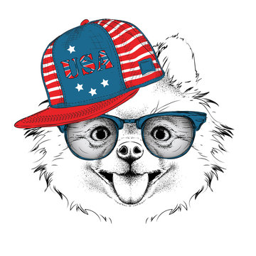 Illustration of chihuahua in the glasses, headphones and in hip-hop hat with print of USA. Vector illustration.