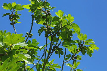 Feigenbaum mit Fr&uuml;chten vor blauem Himmel (Ficus carica)