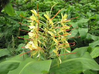 Ginger Lily, Sao Miguel Island, The Azores